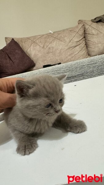 British Longhair, Kedi  LONG HAİR BRİTİSH fotoğrafı