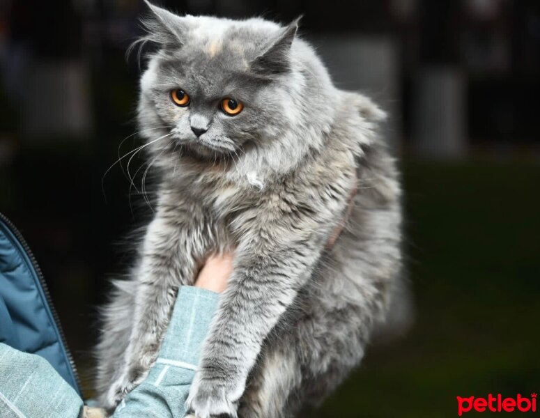 British Longhair, Kedi  LONG HAİR BRİTİSH fotoğrafı