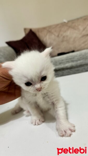 British Longhair, Kedi  LONG HAİR BRİTİSH fotoğrafı