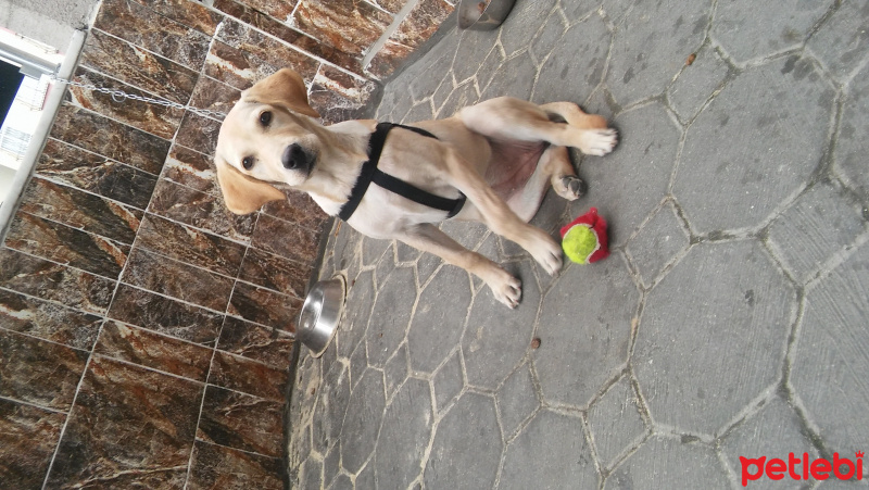 Labrador Retriever, Köpek  Tarçın fotoğrafı