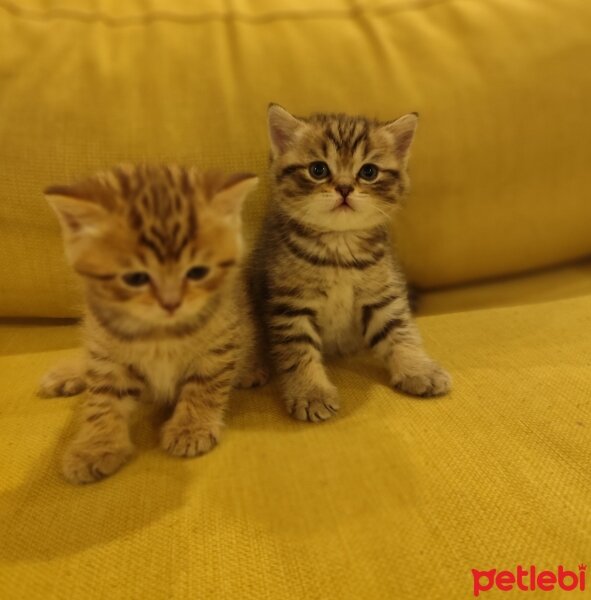 British Longhair, Kedi  Ayı suratlı dişi erkek, silver ve golden British y fotoğrafı