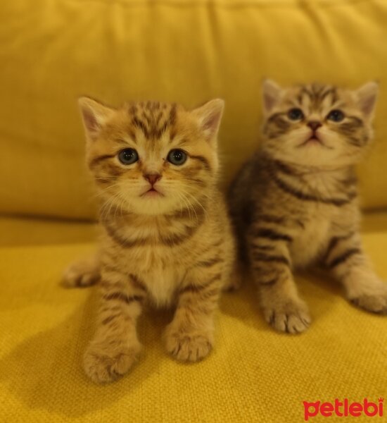 British Longhair, Kedi  Ayı suratlı dişi erkek, silver ve golden British y fotoğrafı