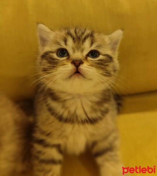 British Longhair, Kedi  Ayı suratlı dişi erkek, silver ve golden British y fotoğrafı