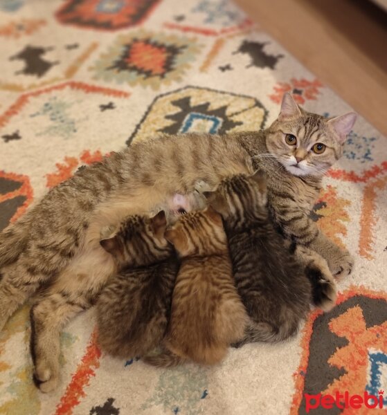 British Longhair, Kedi  Ayı suratlı dişi erkek, silver ve golden British y fotoğrafı