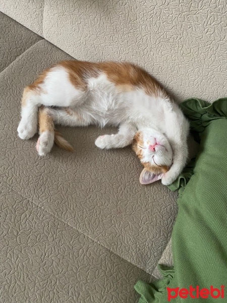 Tekir Kedi, Kedi  Tarçın fotoğrafı