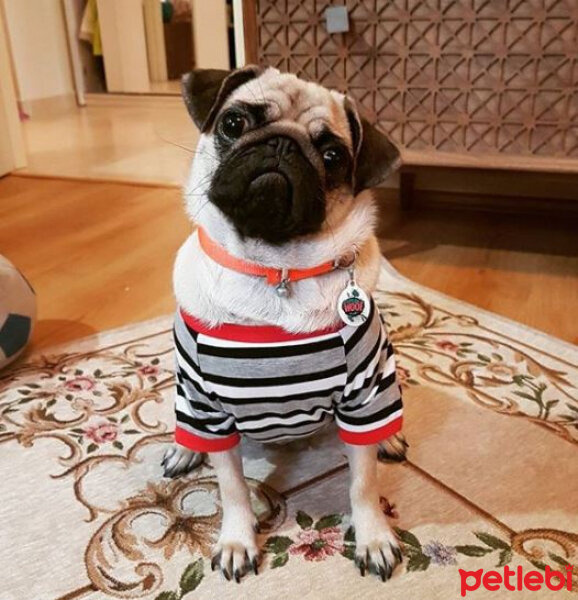 Pug, Köpek  Paki fotoğrafı