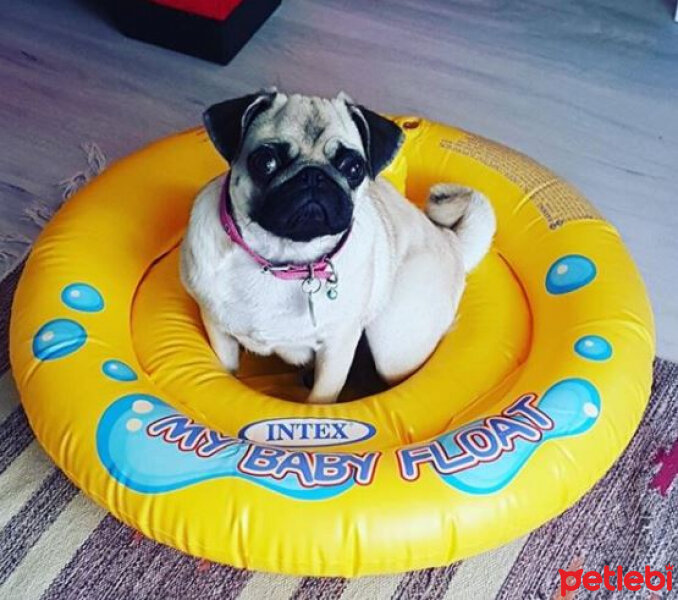 Pug, Köpek  Paki fotoğrafı