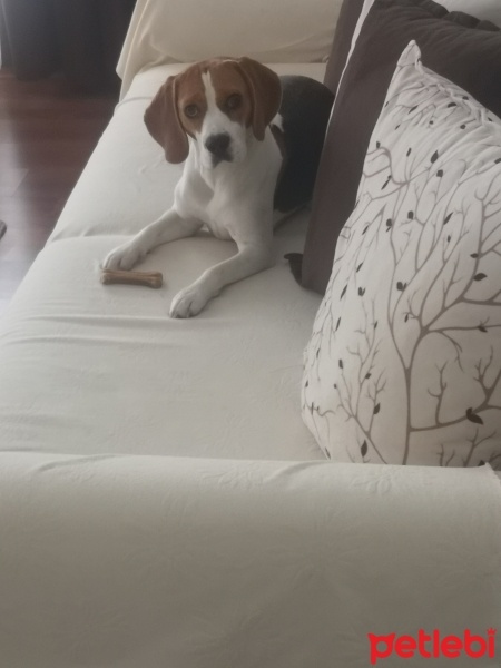 Beagle, Köpek  Baffy fotoğrafı