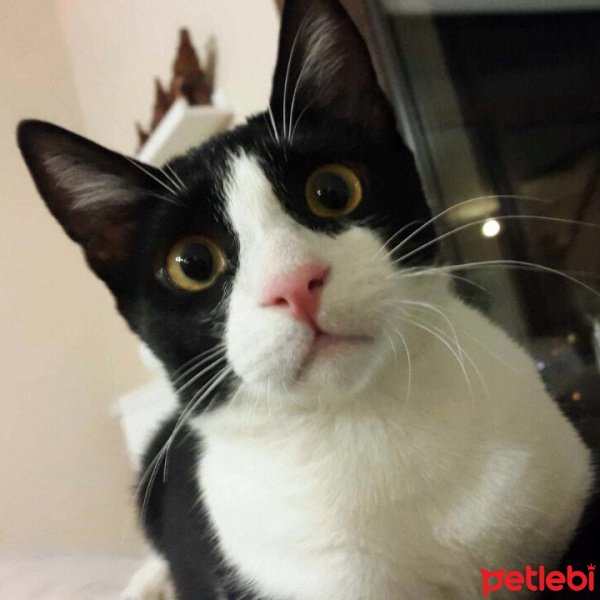 Tuxedo (Smokin) Kedi, Kedi  koniver fotoğrafı