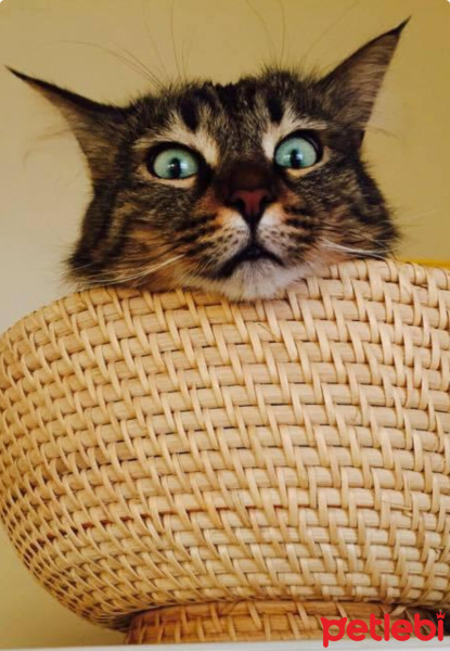Tekir Kedi, Kedi  Lokma fotoğrafı