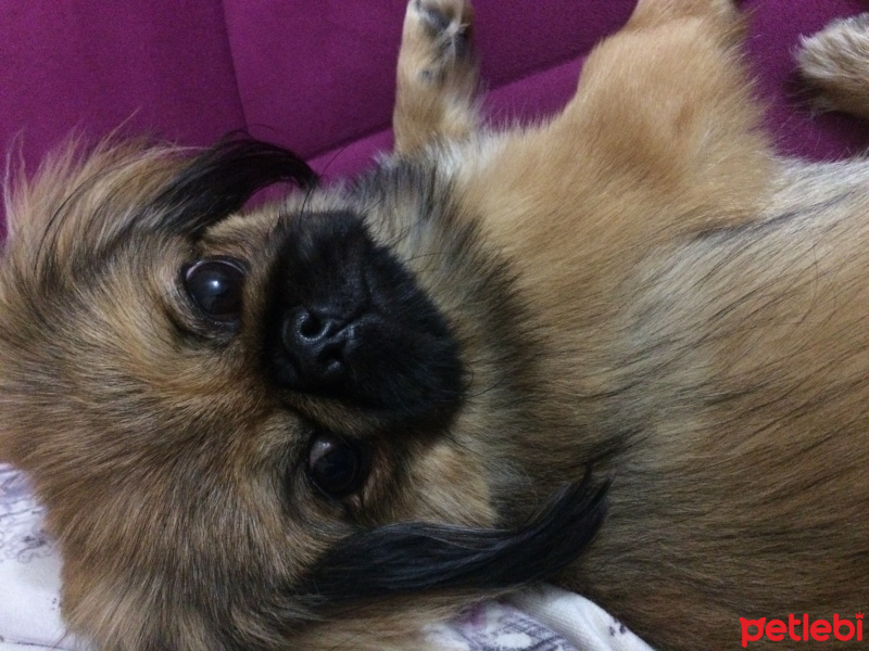 Pekingese, Köpek  Oscar fotoğrafı