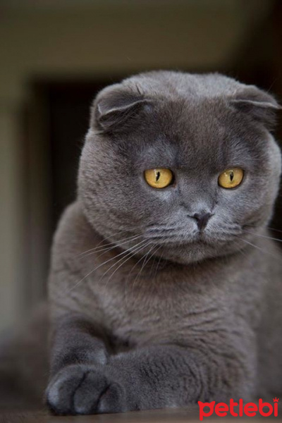 Scottish Fold, Kedi  Layka fotoğrafı