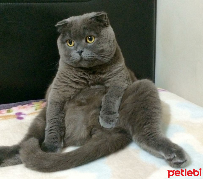 Scottish Fold, Kedi  Layka fotoğrafı