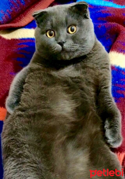 Scottish Fold, Kedi  Layka fotoğrafı