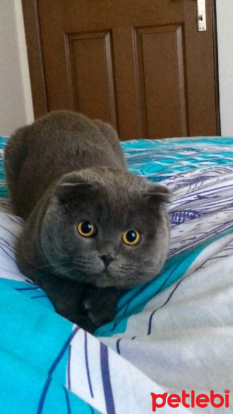 Scottish Fold, Kedi  Layka fotoğrafı