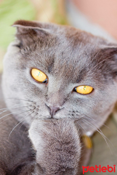 Scottish Fold, Kedi  Layka fotoğrafı