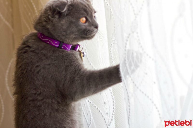 Scottish Fold, Kedi  Layka fotoğrafı