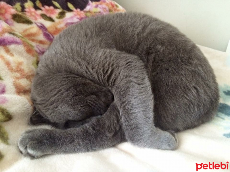 Scottish Fold, Kedi  Layka fotoğrafı
