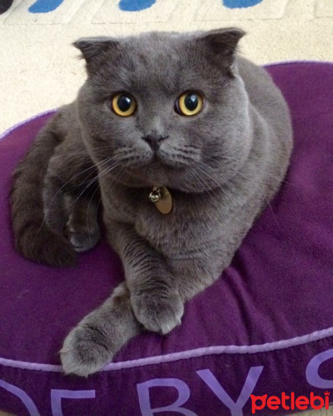 Scottish Fold, Kedi  Layka fotoğrafı