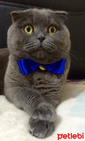 Scottish Fold, Kedi  Layka fotoğrafı