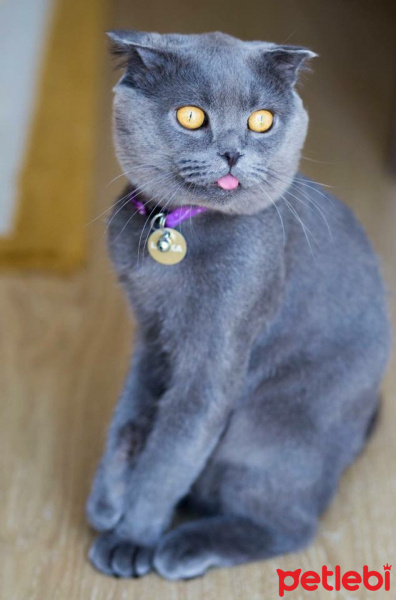 Scottish Fold, Kedi  Layka fotoğrafı