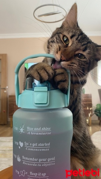 Tekir Kedi, Kedi  Miniş fotoğrafı