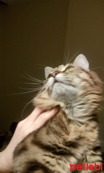 Tekir Kedi, Kedi  april fotoğrafı