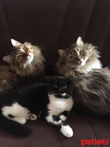 Tekir Kedi, Kedi  april fotoğrafı