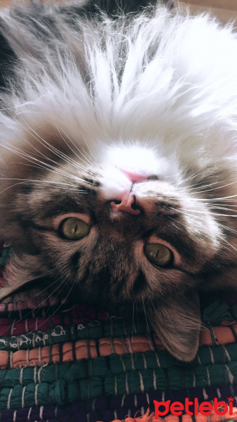 Tekir Kedi, Kedi  april fotoğrafı