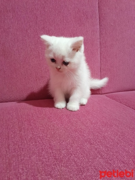 British Longhair, Kedi  Bulut fotoğrafı