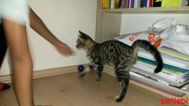 Tekir Kedi, Kedi  gölge fotoğrafı
