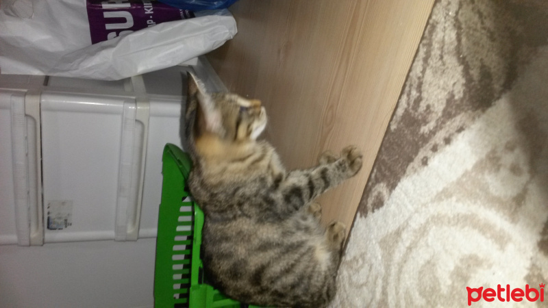 Tekir Kedi, Kedi  gölge fotoğrafı
