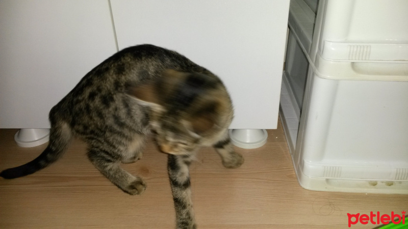 Tekir Kedi, Kedi  gölge fotoğrafı
