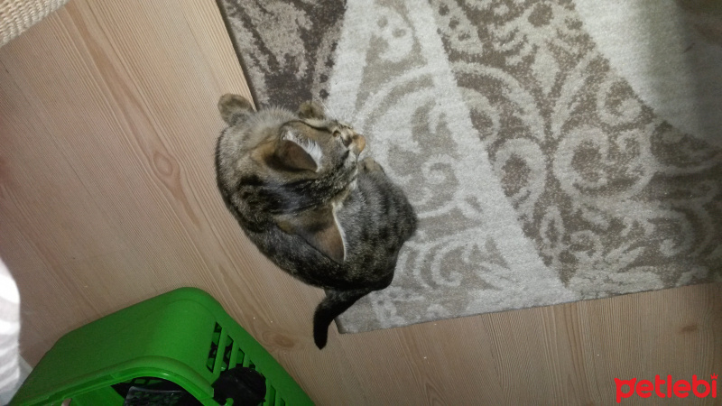 Tekir Kedi, Kedi  gölge fotoğrafı