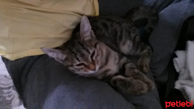 Tekir Kedi, Kedi  gölge fotoğrafı