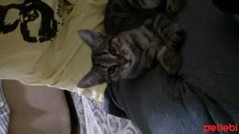 Tekir Kedi, Kedi  gölge fotoğrafı