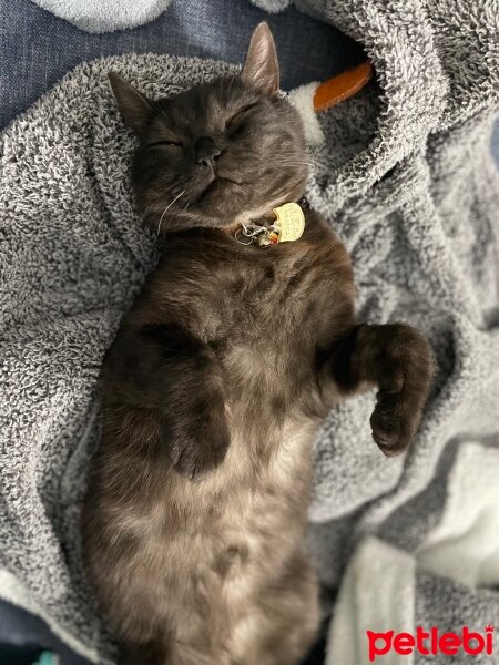 British Shorthair, Kedi  Toprak fotoğrafı