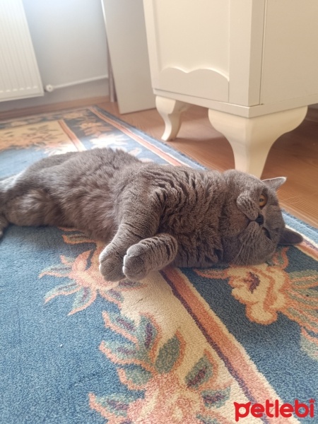 Scottish Fold, Kedi  Gece fotoğrafı