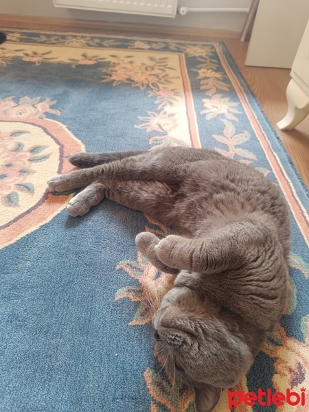Scottish Fold, Kedi  Gece fotoğrafı