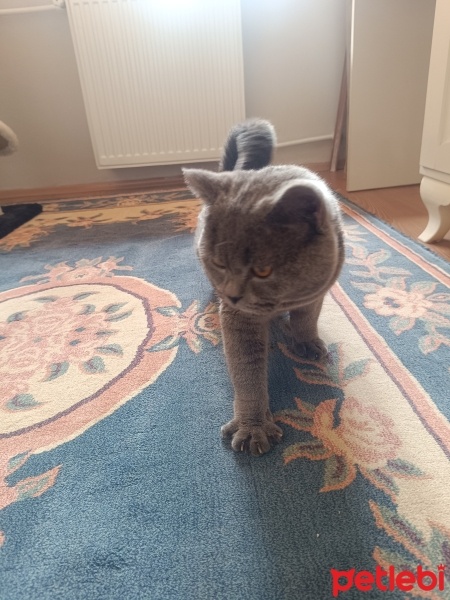 Scottish Fold, Kedi  Gece fotoğrafı