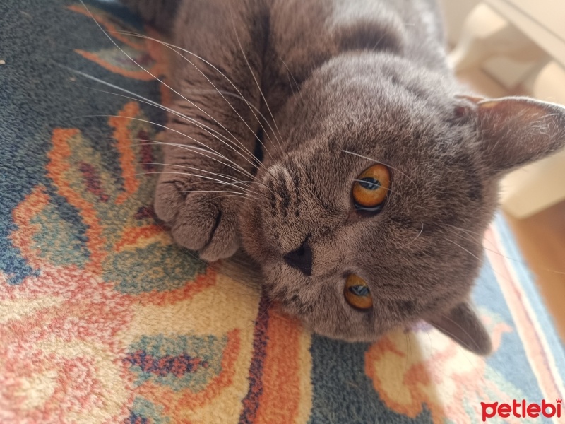 Scottish Fold, Kedi  Gece fotoğrafı
