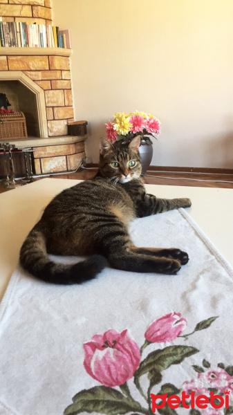 Tekir Kedi, Kedi  Minnoş fotoğrafı
