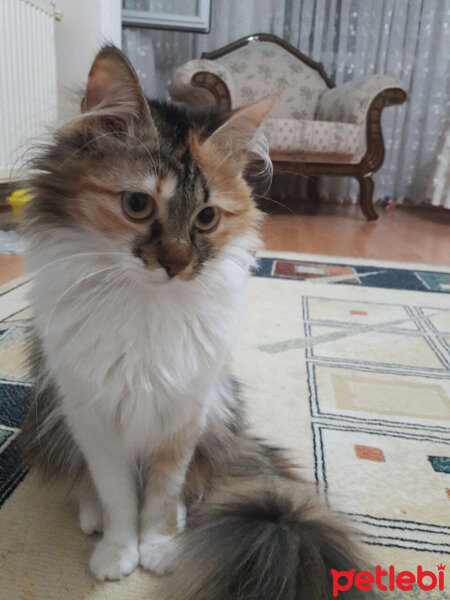 Tekir Kedi, Kedi  Karamel fotoğrafı