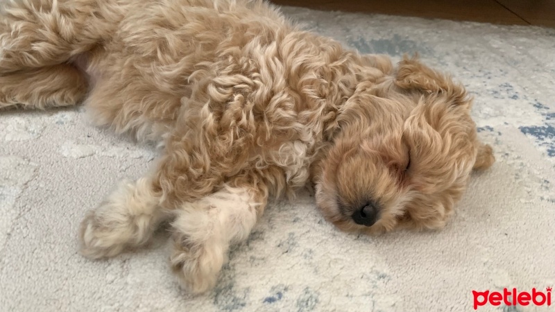 Poodle (Minyatür Kaniş), Köpek  LOTUS fotoğrafı