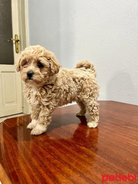 Poodle (Minyatür Kaniş), Köpek  LOTUS fotoğrafı