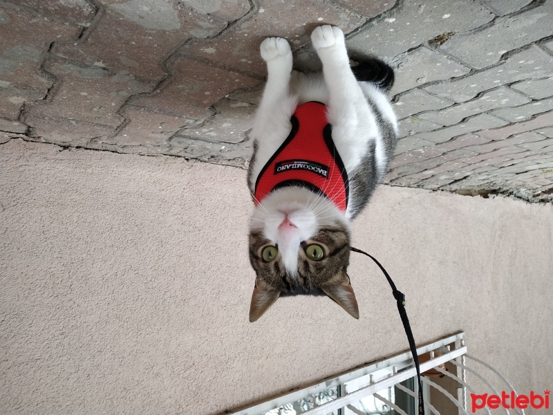 European Shorthair, Kedi  Prens fotoğrafı