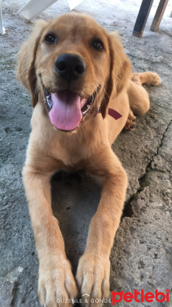 Golden Retriever, Köpek  Gölge fotoğrafı