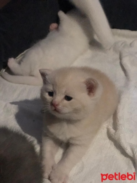 British Shorthair, Kedi  Pati fotoğrafı