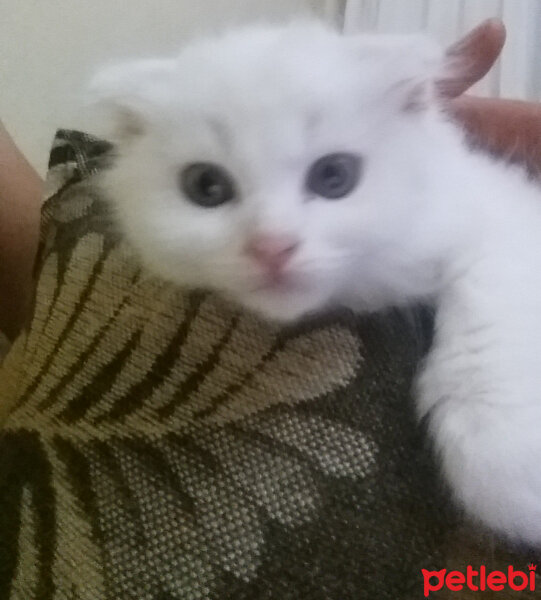 Scottish Fold, Kedi  TARÇIN❤♡❤ fotoğrafı