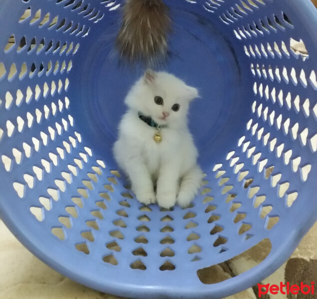 Scottish Fold, Kedi  TARÇIN❤♡❤ fotoğrafı